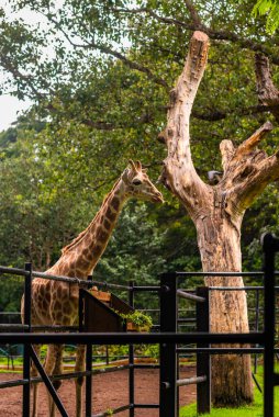 Doğal ortamında zarif bir zürafanın portresi ve Karnataka Hindistan 'daki Mysore hayvanat bahçesinde otlamak.