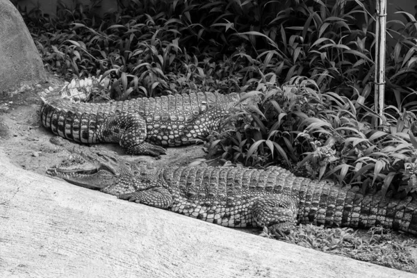 Portrait Crocodile Dans Son Habitat Naturel Bronzage Dans Zoo Mysore — Photo