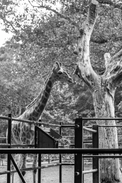 Retrato Una Elegante Jirafa Hábitat Natural Pastoreo Zoológico Mysore Karnataka —  Fotos de Stock