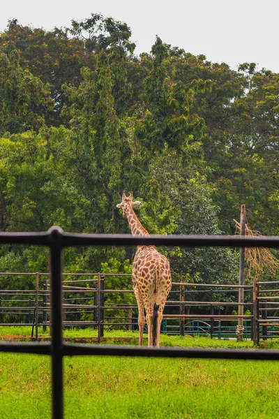 Retrato Uma Elegante Girafa Seu Habitat Natural Pastoreio Zoológico Mysore — Fotografia de Stock