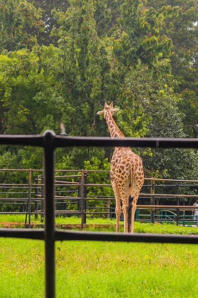 Retrato Uma Elegante Girafa Seu Habitat Natural Pastoreio Zoológico Mysore — Fotografia de Stock