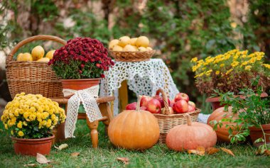 Sonbahar kompozisyonu: sarı armut, kırmızı elma, balkabağı, sonbahar çiçekleri. Şükran Günü. Bahçede sonbahar hasadı.