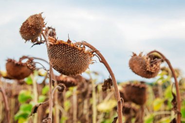 Sonbaharda ayçiçeği hasat mevsimi. Tohumlar hasat ediliyor Kuru olgun ayçiçeği Açık bir günde yumuşak bulanık tarla arka planında yakın plan.