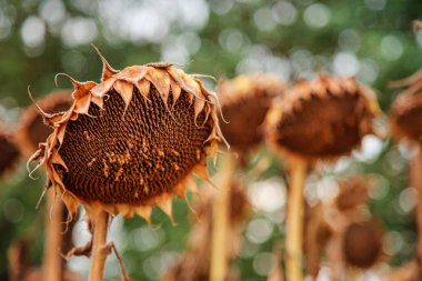 Sonbaharda ayçiçeği hasat mevsimi. Tohumlar hasat ediliyor Kuru olgun ayçiçeği Açık bir günde yumuşak bulanık tarla arka planında yakın plan.