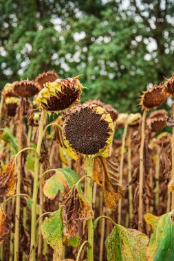 Sonbaharda ayçiçeği hasat mevsimi. Tohumlar hasat ediliyor Kuru olgun ayçiçeği Açık bir günde yumuşak bulanık tarla arka planında yakın plan.