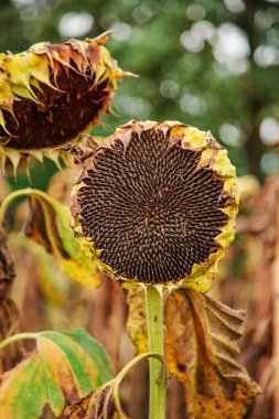 Sonbaharda ayçiçeği hasat mevsimi. Tohumlar hasat ediliyor Kuru olgun ayçiçeği Açık bir günde yumuşak bulanık tarla arka planında yakın plan.