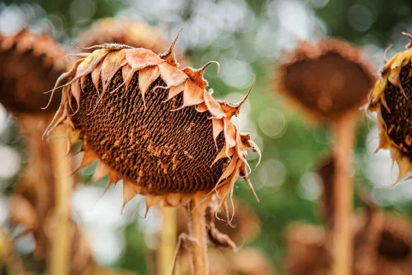 Sonbaharda ayçiçeği hasat mevsimi. Tohumlar hasat ediliyor Kuru olgun ayçiçeği Açık bir günde yumuşak bulanık tarla arka planında yakın plan.