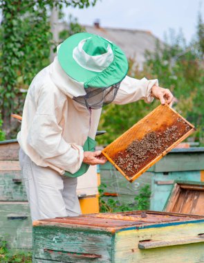 Bahçedeki bir arı kovanının üzerinde bal peteği olan çerçeveli bir erkek arı yetiştiricisi, arılara bakıyor, veterinerlik yapıyor ve tehlikeli arı hastalıklarının tedavisini uyguluyor. Bal toplama mevsimi.