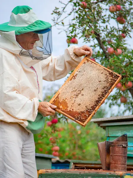 Close up frame with honey. Male beekeeper holding a frame with honeycombs over a beehive in the garden, taking care of bees, veterinary care and treatment of dangerous bee diseases.