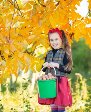 Kırmızı bantlı gülümseyen kız arka planda sonbahar yapraklı ceviz kasesi tutuyor, sonbahar hasadı ve çocukluk sevincinin özünü yakalıyor. Sonbahar hasadı.