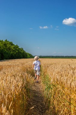 Güneşli bir günde kollarını buğday tarlasına uzatmış mutlu bir çocuk. Çocukluk, özgürlük ve yaz konsepti