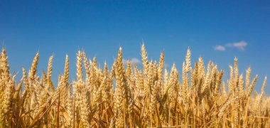 Buğdayı kapat. Mavi gökyüzünün altında toplanmış buğday tarlası, hasat mevsimi. Tarım çiftliği ve tarım kavramı