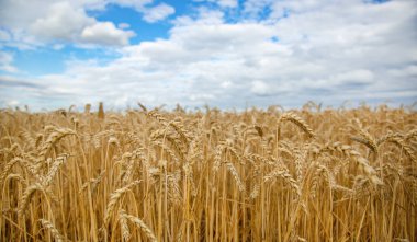 Mavi gökyüzünün altında toplanmış buğday tarlası, hasat mevsimi. Tarım çiftliği ve tarım kavramı