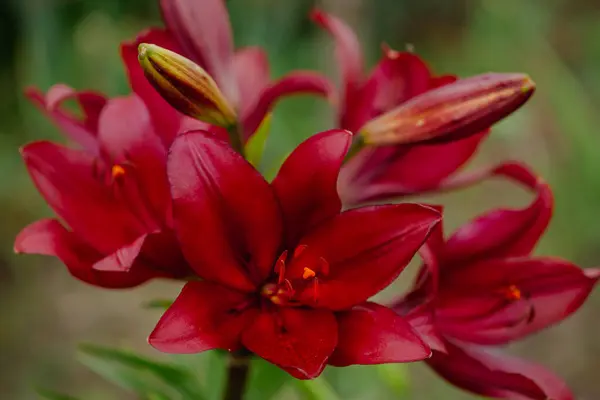 Red Asiatic lilies blooming in a garden. Horticulture and natural beauty concept, background