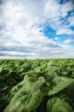 Genç bir ayçiçeği tomurcuğunun tarlada, sapında ve yeşil yapraklarında, yan görünüşünde, dışarıda, tarlada. Ayçiçeği yağı üretimi