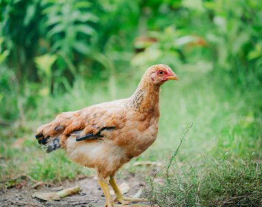 Doğal ortamdaki genç kahverengi tavuk sürüsü. Kümes hayvanları ve tarım kavramı