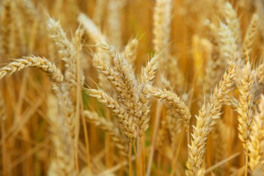 Tarladaki altın buğday kulakları tarımı ve doğal kaynakları sembolize ediyor. Tasarım ve baskı için tarım ve tarım kavramı