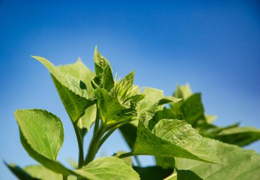 Açık mavi gökyüzüne karşı yeşil ayçiçeği yaprakları. Tasarım ve baskı için doğal arka plan kavramı. Genç tomurcukları olan canlı yeşil ayçiçeği, açık mavi gökyüzünün altında büyüyor.
