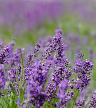 Çiçek açan lavanta tarlasının manzarası. Mor çiçeklerin sıralarını gösteriyor. Lavanta alanı perspektifi sığ alan derinliği ile. Provence seyahati ve doğa kavramı