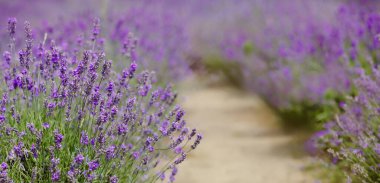 Çiçek açan lavanta tarlasının manzarası. Mor çiçeklerin sıralarını gösteriyor. Lavanta alanı perspektifi sığ alan derinliği ile. Provence seyahati ve doğa kavramı