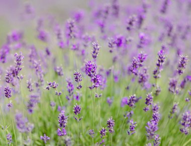 Çiçek açan lavanta tarlasının manzarası. Mor çiçeklerin sıralarını gösteriyor. Lavanta alanı perspektifi sığ alan derinliği ile. Provence seyahati ve doğa kavramı