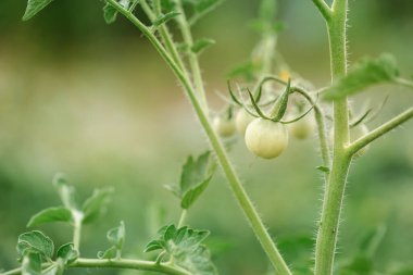 Çalılıklardaki yeşil genç domatesleri kapatın. Dalda domatesler, dallarda yetişen çevre dostu organik sebzeler. Kopyalama alanı, metin, pankart, sebze yeri