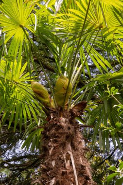 Üstünden hurma ağaçları sarkmış, hurma ağaçları sarkmış.