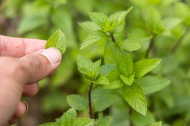 Bahçıvan yemyeşil bir bahçeden taze nane topluyor, çay ve mojito gibi yemek zevkleri için verilen ödülleri yakalıyor. Seçici odak