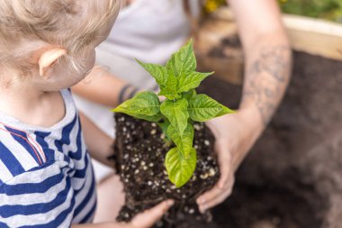 Aile, zengin topraklarla kaplı genç bir bitkiyi bahçeye ekmeye hazırlanıyor. Seçici odak