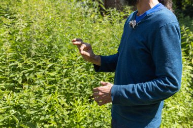 Mikrofon takan bitkibilimci güneşli bir alandaki tıbbi bitkileri açıklıyor. Seçici odak