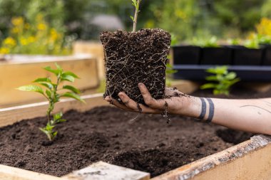 Bahçıvan, kökleri açıkta bir domates bitkisi tutuyor. Bahçeye ekilmeye hazır. Seçici odak