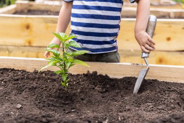 Genç bahçıvan, bahçıvan bahçedeki bir biber bitkisine bakıyor, toprağı gevşetmek için küçük bir mala kullanıyor. Seçici odak