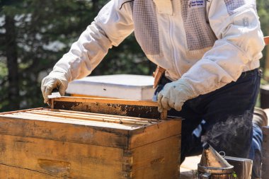 Koruyucu giysiler giyen arı yetiştiricisi arı kovanından kovan malzemesi kullanarak bal peteği çerçevesini çıkarıyor. Seçici odak