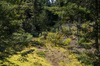 Güneş kıvrımlı bir orman patikasında parlıyor, ağaçlar yosunlarla kaplı zemine noktalı ışık saçıyor. Yürüyüş için mükemmel, doğa güzelliklerini keşfetmek için. Yoğun çalılık, cennet hissini arttırır. Seçici odak