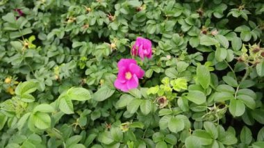 Pembe çiçeklerle süslenmiş bir gül çalılığında esen hafif rüzgar sakin ve sakin bir atmosfer yaratıyor. Seçici odak