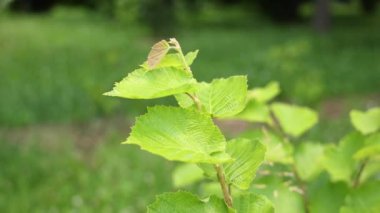 İlkbaharda yavaş çekimde yeni yapraklar yetiştiren bir fındık ağacı dalı sergileniyor. Doğanın yenilenmesinin güzelliğini vurguluyor. Seçici odak