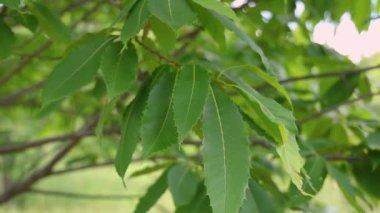 Yumuşak rüzgar, yemyeşil kestane ağacını okşayarak yavaş çekimde büyüleyici bir doğal manzara yaratır. Seçici odak