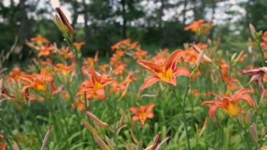 Turuncu nilüferlerin dingin hareketlerini yakalıyor yemyeşil bir bahçede hafifçe sallanarak canlı yaz güzelliklerini sergiliyorlar. Seçici odak