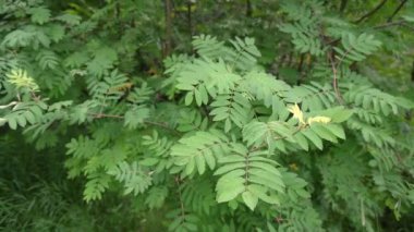 Bumblebee çiçekleri permakültür fındık bahçesinde tozlaştırıyor, doğanın güzelliğini yavaş çekimde gösteriyor. Seçici odak
