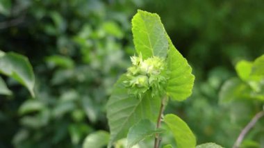 Permakültür bahçesindeki bir ağaç dalında yavaş yavaş büyüyen genç fındık, canlı bir büyüme ve hayat sergiliyor. Seçici odak