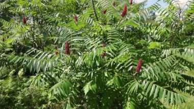 Yavaş çekim rüzgarı, durgun bir sumac ağacının dallarına doğru eserken yakalar ve güzellikleri gösterir. Seçici odak