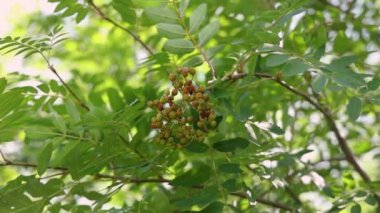Yumuşak rüzgâr, ağaç dalında sallanan kızılcık meyveleri güneşin altında doğanın güzelliğini yavaş çekimde sergiliyor. Seçici odak