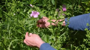 Yavaş çekimde çiçek toplayan bir şifacı, doğal ortamda hasat etme sürecini gözler önüne seriyor. Seçici odak