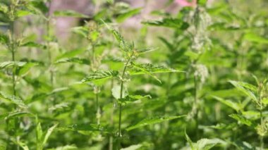 Bitkibilimci, yemyeşil yapraklar ve doğal güneş ışığı ile çevrili taze ısırgan otlarını yavaş çekimde hasat ediyor. Seçici odak