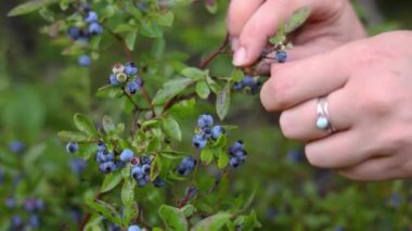 Ağır çekimde olgun yabanmersini toplayan bir kadın yaz hasadının ve doğa ödülünün özünü yakalar. Seçici odak
