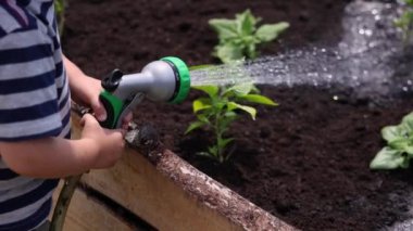 Genç bahçıvan taze ekilmiş bir sebze bahçesini suluyor, doğanın güzelliğini gösteriyor ve yavaş çekimde büyümesini sağlıyor. Seçici odak