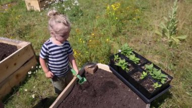 Genç oğlanlar, bahçeye tohum eken bir dizi fotoğrafta gösteriliyor. Seçici odak