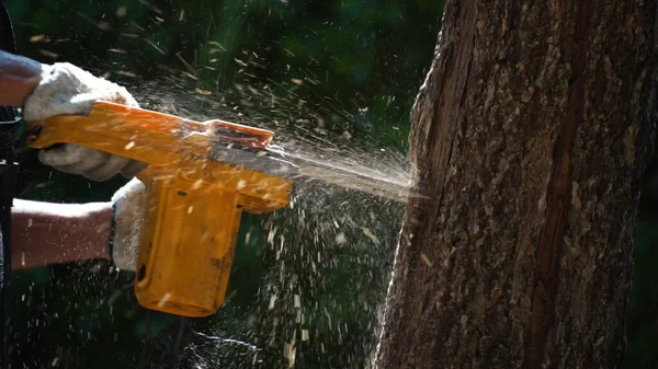 stock image electric chainsaws cut trees in the forest for building a house and making firewood The concept of deforestation