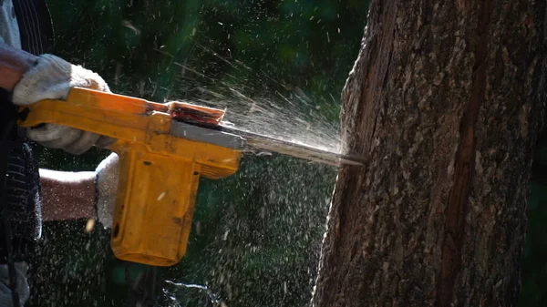 stock image electric chainsaws cut trees in the forest for building a house and making firewood The concept of deforestation