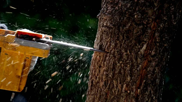 stock image electric chainsaws cut trees in the forest for building a house and making firewood The concept of deforestation